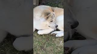 Majestic handsome lion doggo in his habitat chilling  🦁 [upl. by Normandy]