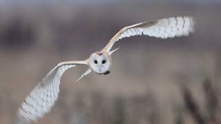 Barn Owl in flight slow motion [upl. by Mehetabel382]