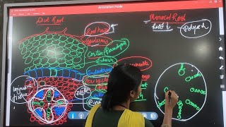 Biology  Comparative study of Anatomy of dicot and monocot plants with easy diagram [upl. by Nwahsd]