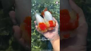 Goldfish 🐟 Easiest Fish For Beginners [upl. by Bock]