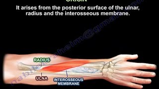 Abductor Pollicis Longus  Everything You Need To Know  Dr Nabil Ebraheim [upl. by Dublin]