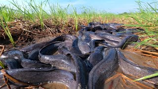 wow amazing day fisherman catch fish at rice field when flooding [upl. by Devondra177]