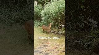 THIS IS MUNTJAC  japan muntjac deer selfseasoned wildlife bambi [upl. by Annaegroeg]