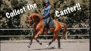 Collection Canter Walk Canter Transitions [upl. by Keelia]