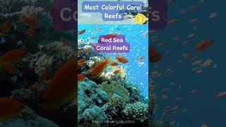 Exploring the Worlds Most Colorful Coral Reefs [upl. by Nolyak]