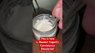 This is how L Reuteri yogurt’s consistency should be not separated whey reuteri [upl. by Nadda]