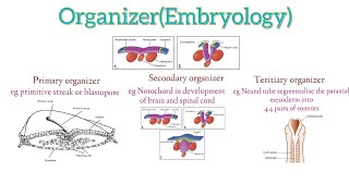 Organizer Embryology  Primarysecondary and tertiary organizers of human embryo [upl. by Berny]