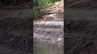 Wild pigeon looking for food nature birds Borcea [upl. by Douglas909]