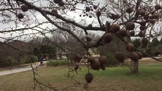 Callery pear tree  winter survival food [upl. by Frangos]