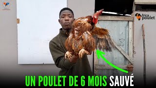 3 TYPES de PROPHYLAXIE pour SAUVER LES POULETS sur votre FERME élevage de poulet local en Afrique [upl. by Mainis]