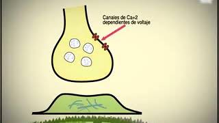 El impulso nervioso [upl. by Agle]