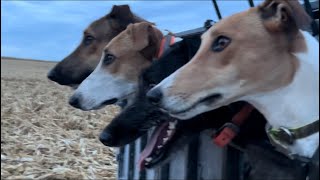 Coyote Hunting With Greyhounds in Iowa 5 Coyote day [upl. by Castorina]