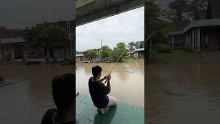 Mancing Saat Banjir Dapat Ikan Lele Ukuran Monster lele banjir lelemonster mancing menemukan [upl. by Shwalb963]