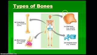 Homeostasis and Skeletal System [upl. by Mariette]