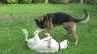 Big Dogs Playing Rough Training Video  Cutest Couple [upl. by Devon675]