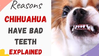 Why Do Chihuahuas Have Bad Teeth Chihuahua Dental Problems [upl. by Atalanta627]