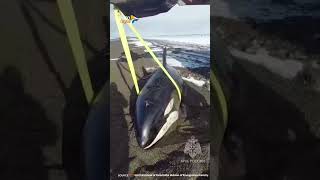 Russian rescuers return a beached killer whale to sea geonewsenglish russia shorts [upl. by Saxena]