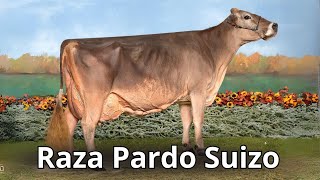 Raza Bovina Pardo Suizo Leche Fortaleza y Nobleza en una sola raza [upl. by Herbie]