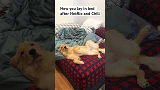 After netflix and chill goldenretriever doglover [upl. by Heck551]