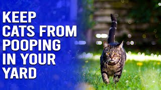 How to Keep Cats from Pooping in Your Yard  Safely amp Humanely Keep Cats from Pooping in Your Yard [upl. by Ylsel]