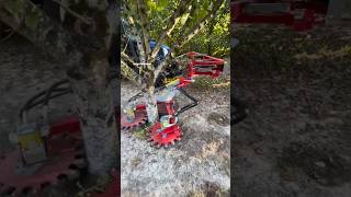 Mechanical Suckers Remover For Orchards EcoCut360  Made By LEGER SAS France  shorts orchards [upl. by Freedman]