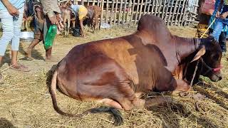 Gabtoli gorur haat 2024 today  Gabtoli gorur haat 2024 today news  Qurbani Cow Haat  Gabtoli [upl. by Akiwak]