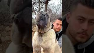 Pitbull vs German shepherd cane corso kangal Dogo argentino 💥 shorts youtubeshorts shortvideo [upl. by Dinnie]