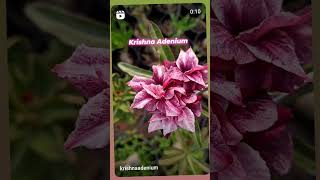 Adenium flower flowers adeniumdesertrose hybridplants gardening garden adeniumplant tyshorts [upl. by Tybalt]