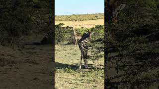 Maasai giraffes in the morning maasaimara kenya safari [upl. by Cartwright494]