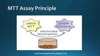 MTT assay  Cell Viability Cytotoxicity  Principle Advantages amp Limitations [upl. by Cristi]