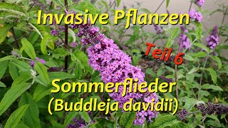 Invasive Pflanzen  Teil 6  Sommerflieder [upl. by Gerrie]