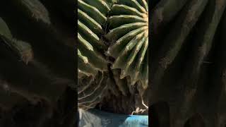 Humungos Echinocactus grusonii spineless 18 head [upl. by Euqina]