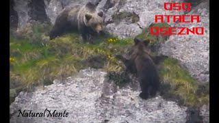 Osa ATACA a su Osezno de 2ºAño al Borde del Precipicio Mother Bear Attacks its Own Cub [upl. by Marder431]