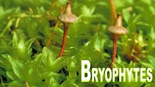 Plant kingdom part 3  Bryophyta Mosses and Liverworts [upl. by Eisaj923]