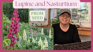 How to start Lupine and Nasturtium from seed 🌼 perennial seed starting  PNW gardening tips [upl. by Mraz]