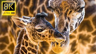 Giraffes Animals Collection in 8K HDR 60FPS ULTRA HD [upl. by Iraam]