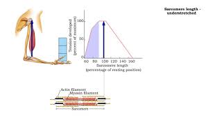 Factors that influence muscle tension  Sarcomere length and force understretched and overstretched [upl. by Noeled]