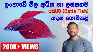 අපනයනය සදහා හොදම ෆයිටර්ලා හදන කඳානේ තරුණයා  Everything about Betta in Sinhala wakkra life [upl. by Marabelle]