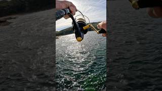 Insane fighting fish fishing fish groper [upl. by Brittany]