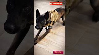 K9 TACTICAL DOG tacticalshooter dogs k9 usa tacticalk9 shortsvideo shortvideo k9policedogs [upl. by Baram801]