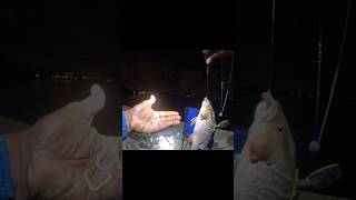 Big Mangrove Snapper Caught with GlowInTheDark Worm at Boynton Beach Inlet fishing fish [upl. by Esdras]