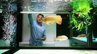 Super Clean Arowana Tank in Freshwater Aquarium  Feeding Golden Arowana [upl. by Salaidh]