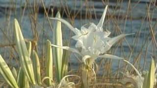 Pancratium maritimum [upl. by Inilahs]