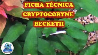 FICHA TÉCNICA CRYPTOCORYNE BECKETTII Trompeta de agua de Beckett [upl. by Bathsheba]