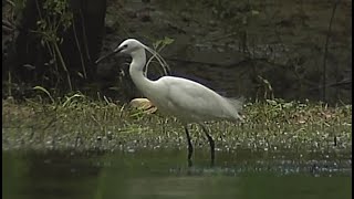 oiseaux migrateurs aigrette garzette [upl. by Phira]