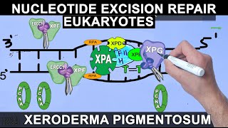 Nucleotide Excision Repair in Eukaryotes [upl. by Nois]