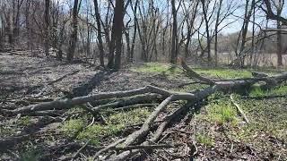 Chickweed silvopasture and a spring [upl. by Deraj]