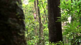 PampO Experiences Tree to Tree Adventure Noumea New Caledonia [upl. by Irmo]