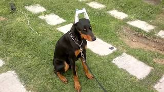 Adiestramiento Basico Dobermann clase 1 [upl. by Krever]