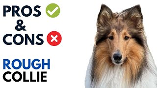 Rough Collie Pros and Cons  LongHaired Collie Andaluz Advantages and Disadvantages [upl. by Qooraf]